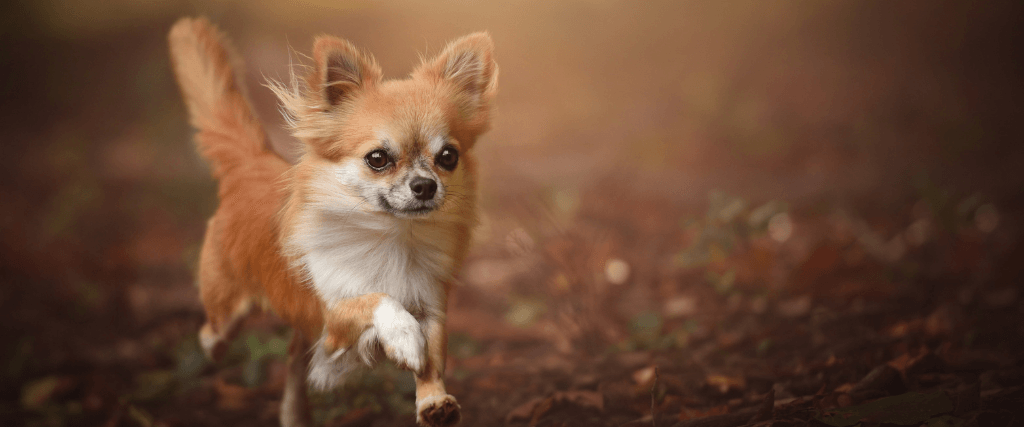 5 Fascinating Dog Breeds from Mexico