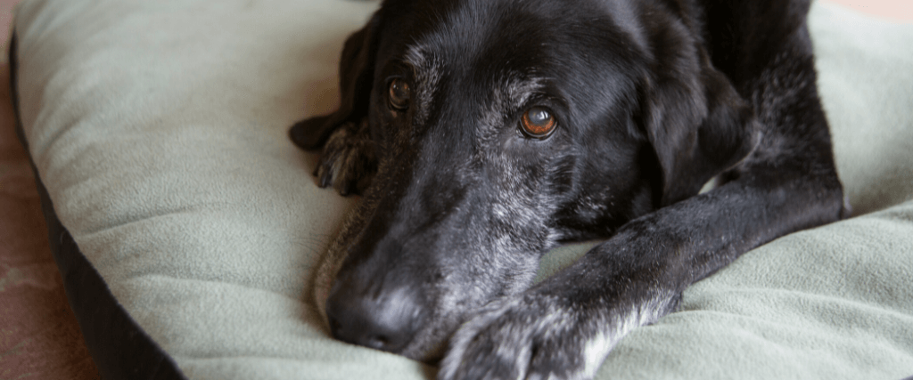 Cushing’s Disease In Dogs