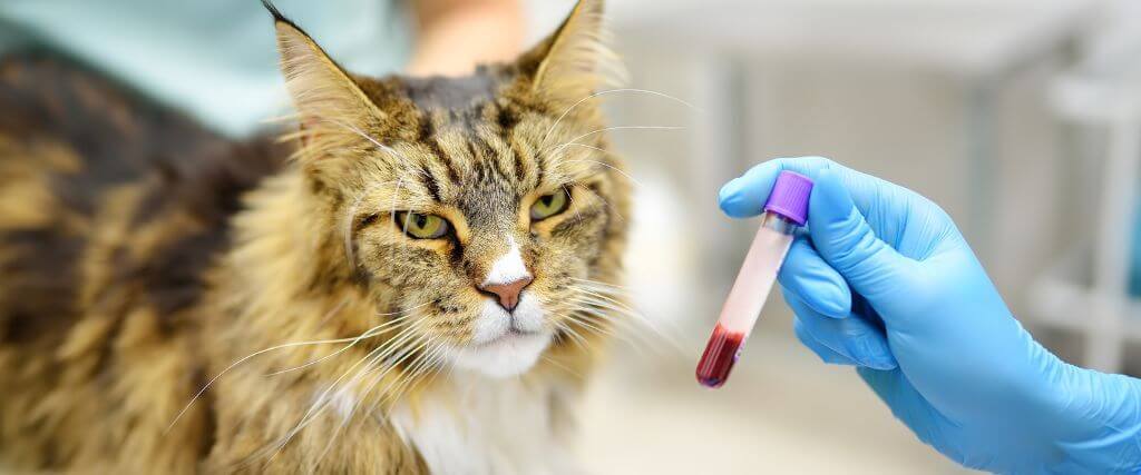 Feline Baselines & Blood Work: How Knowing Your Cat’s “Normal” Can Lead to Better Health Outcomes