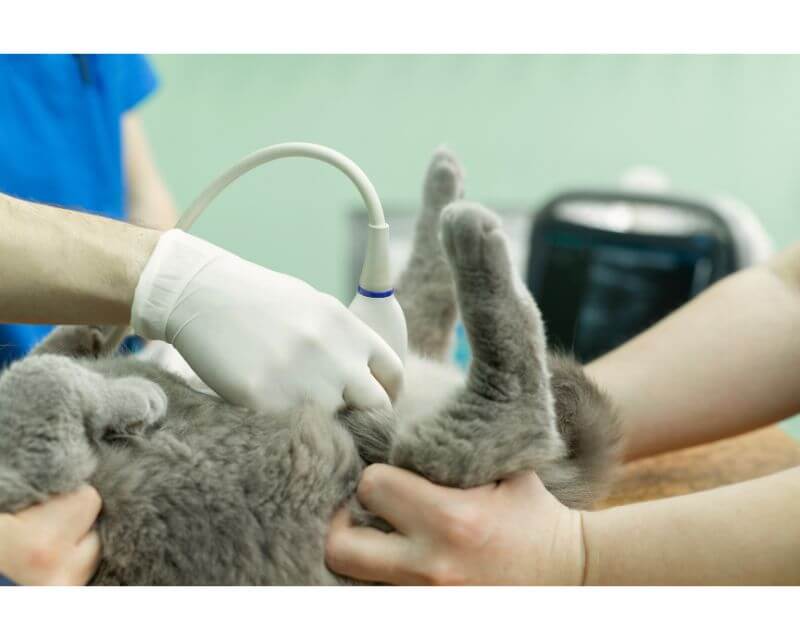 Cat ultrasound