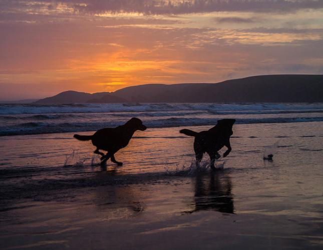 Keeping our Pets Safe in the Summer Heat