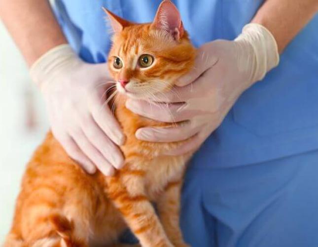 Cat Thyroid Issues: Understanding Hyperthyroidism and Hypothyroidism