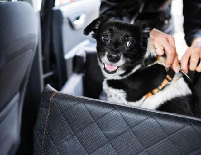 Buckle Up! How to Practice Good Car Safety for Pets