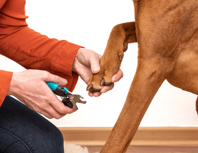 How To Trim Your Dog&#039;s Nails