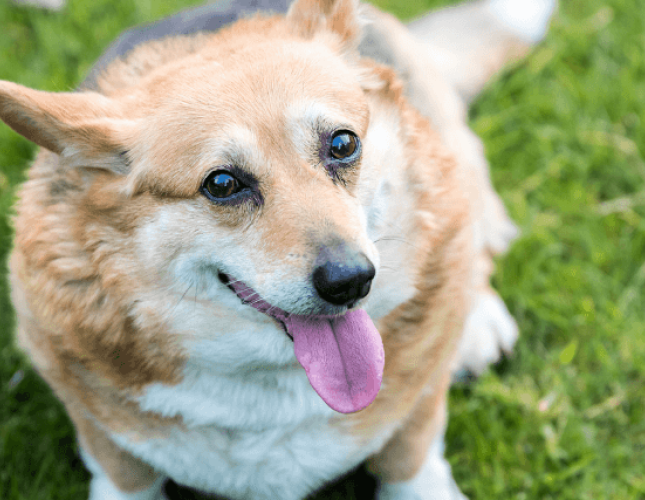 What Your Veterinarian Needs You To Know About Your Dog’s Weight